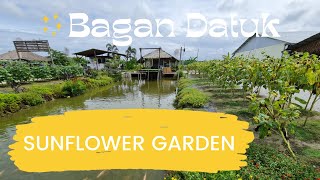 Sunflower Garden Bagan Sungai Burung, Perak