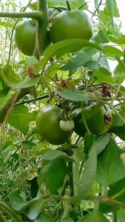 Самый лучший томат в мире 2023 г.!Высокоурожайный, вкусный и сладкий ...