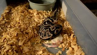 VPI Axanthic, Leopard, 100% het Pied Male