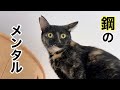 【無敵の暴走女子】毎日男子猫たちにニャンプロを仕掛ける女子猫のサムネイル
