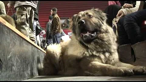 Georgia: Two Worlds of the Caucasian Sheepdog