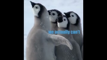 Band of Penguins
