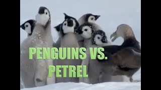 Band of Penguins