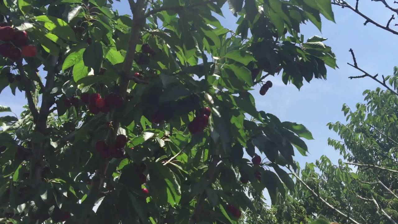 Cherry Picking, Brentwood, CA YouTube