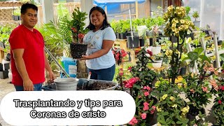 TRASPLANTANDO CORONAS DE CRISTO Y MÁS TIPS PARA FLORACIÓN