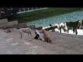 STREET DOGS ENJOYING