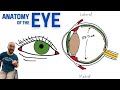 Anatomy and Function of the Eye Explained