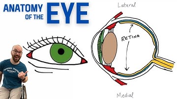 Anatomy of the Eye