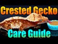 Indepth crested gecko care guide everything you need to know