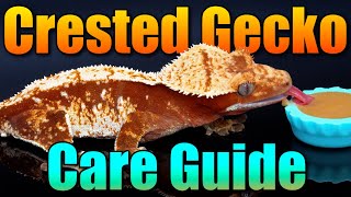 In-Depth Crested Gecko Care Guide! *Everything you NEED to know*