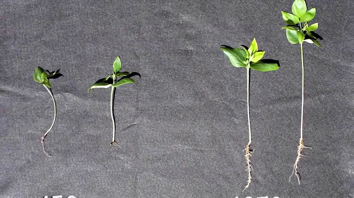 What if higher CO2 concentrations are actually good for plant growth?