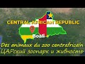 Zoo centrafricain de Boali et des animaux - ЦАРский зоопарк и другие животинки в Африке