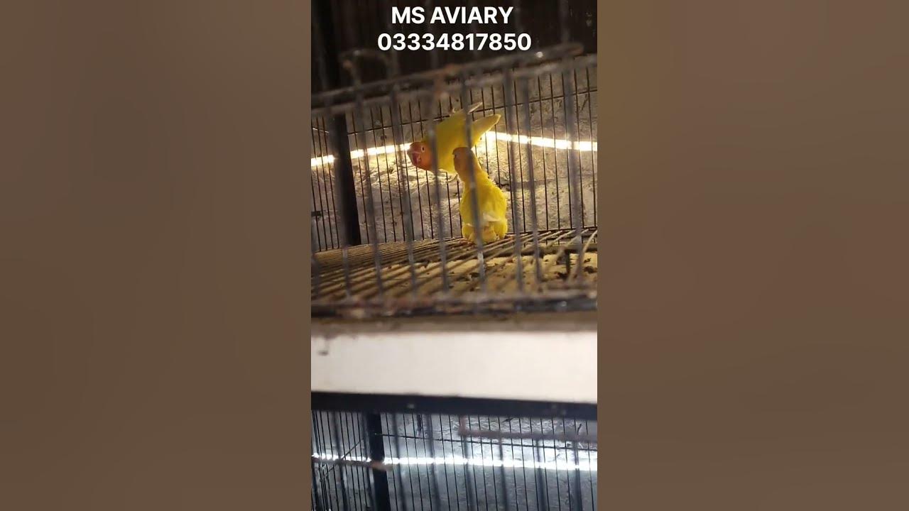 nobody-on-earth-can-ever-love-you-more-than-your-parents-birds