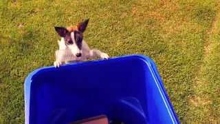 Keep Waco Clean & Green!  Recycling Doggie PSA City of Waco