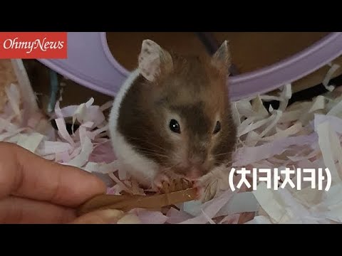 쓱싹쓱싹, 햄스터가 양치질을 해요