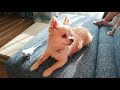 眠いチワワと、せわしないインコ。
