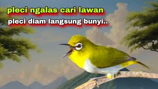 Suara Pleci Gacor Ngalas Mencari Lawan || Pleci Ngalas 12345 Tembakan,Bikin Pleci Bustomi Gacor