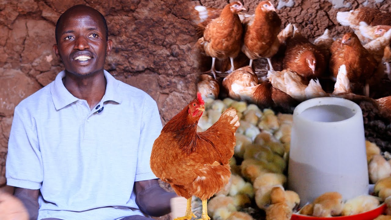 Birashoboka Cyanee  Korora Inkoko Uhereye Ku Gishoro Gito😱 Inyungu Yo Iraboneka🤑🤑