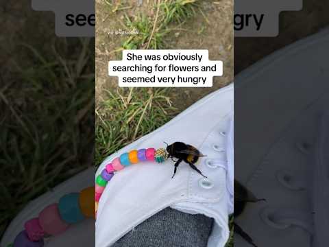 Woman gives forever home to injured bumblebee she found along country road 🥹❤️