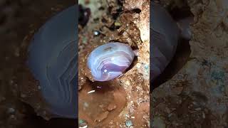 Full video on homepage#gems  #agate#crystal#gold#Gems#diamonds#gold mines#emeralds #pearl