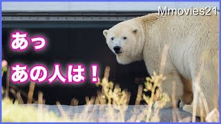 あぁ人違い 残念そうなリラ　扉の隙間を覗いてビビったララ Polar Bear Life