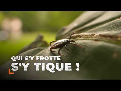 Maladie de Lyme