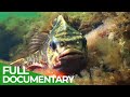 Blue Planet: The Fascinating World Beneath the Waves | Free Documentary Nature