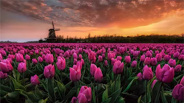 Orthodox Klooster in de Peel, Asten, Nederland ??¸¸.•¨* DUTCH ORTHODOX FLOWERS