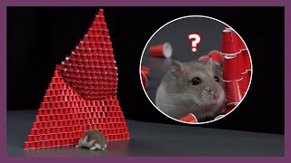 Hamster Red Cup Challenge