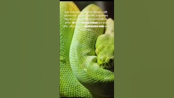 green tree python snake #viral #naturalbeauti #shortvideo #shorts #short #share #snake #beautiful