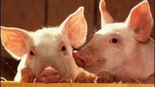 Pig Sounds and Pictures ~ Learn The Sound A Pig Makes