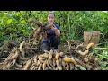 Harvesting ginseng root goes to market sell  gardening puppy