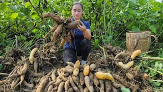 Harvesting Ginseng Root Goes to market sell - Gardening, Puppy.