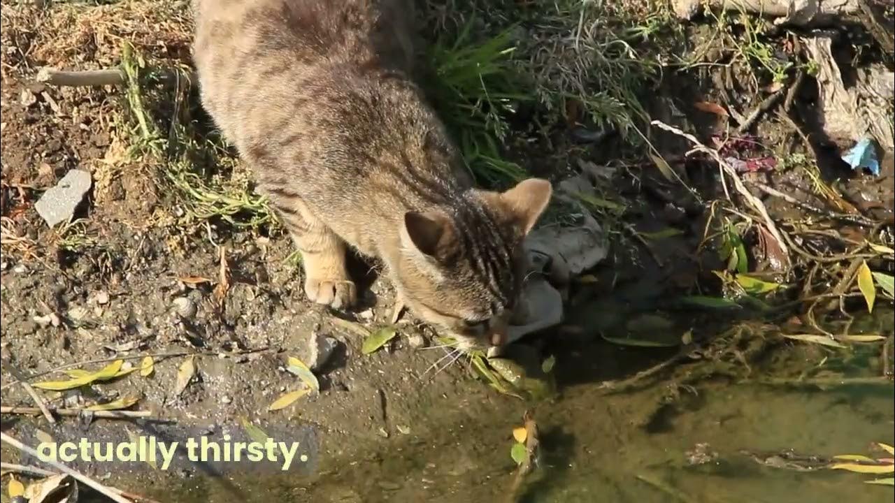 why do cats act like they have never been fed before? funny kitten