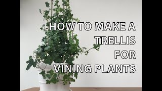 In this video i show you how to take some simple sticks and wire
create a cute useful trellis for your vining plants climb up. featured
plants: - h...
