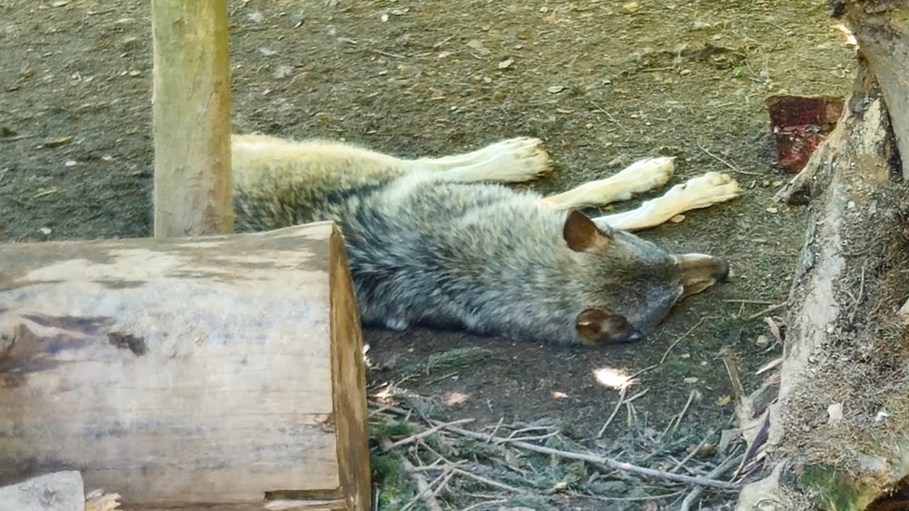 LJUBLJANA - ZOO | ZOOLOŠKI VRT