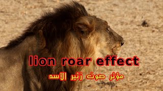 زئير الاسد مؤثر صوتي || Lion Roar sound effect