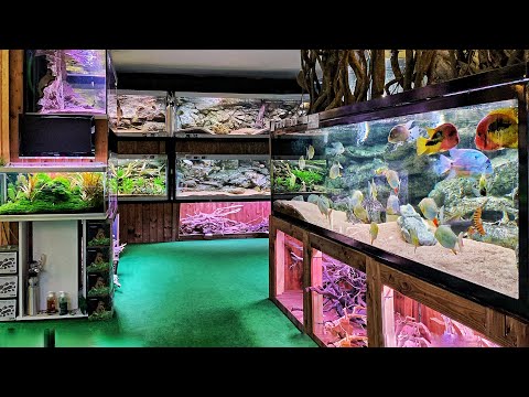 Epic Tour of the Most Interesting Fish Store - Unimati