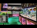 Epic Tour of the Most Interesting Fish Store - Unimati