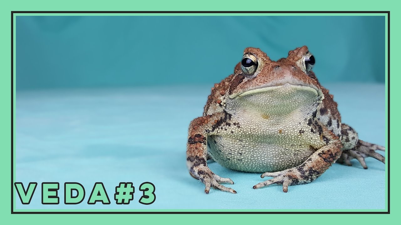 5 Tips to Shoot Better Herp Pics with your Phone