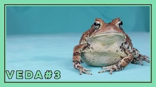 Celebrity 5 Tips to Shoot Better Herp Pics with your Phone Wealth