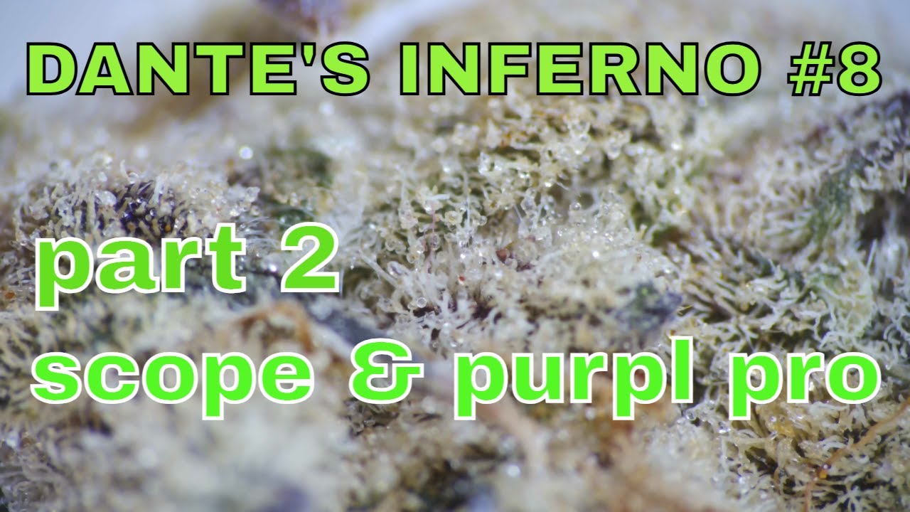 Cannada Craft Dante's Inferno #8 Part 2: SCOPE & PURPL PRO RESULTS