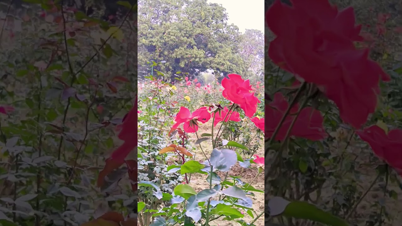 rose flowers garden 🌺🌹