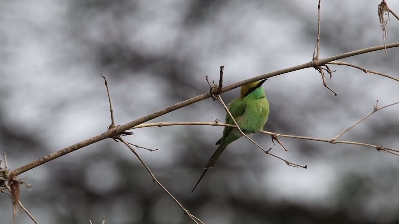 Asian green  bee-eater