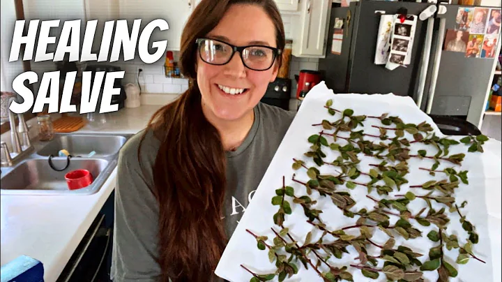 How to Make Peppermint Salve | Herbal Medicine