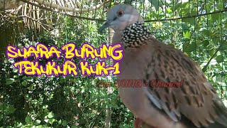 Download Lagu suara burung tekukur masteran kuk 1 full 1 jam menambah gacor tekukur anda MP3