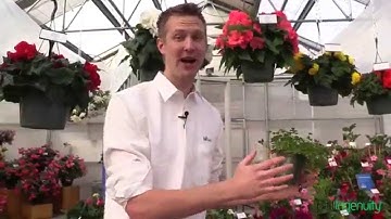 Limerick Trifolium (clover), from Ball Ingenuity