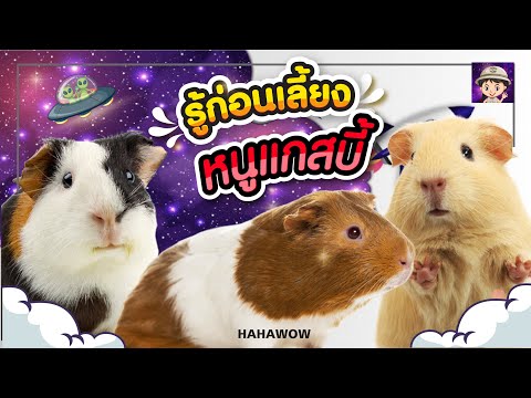 หนูเเกสบี้ รู้ก่อนเลี้ยง /Guinea Pig