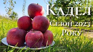 видео: Яблоня Кадел картинка: Яблоня Кадел