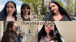 ВЛОГ// Купили собаку// Встреча с прокурором